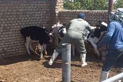 واکسیناسیون بیش از  85 هزار نوبت سر دام علیه بیماری تب برفکی